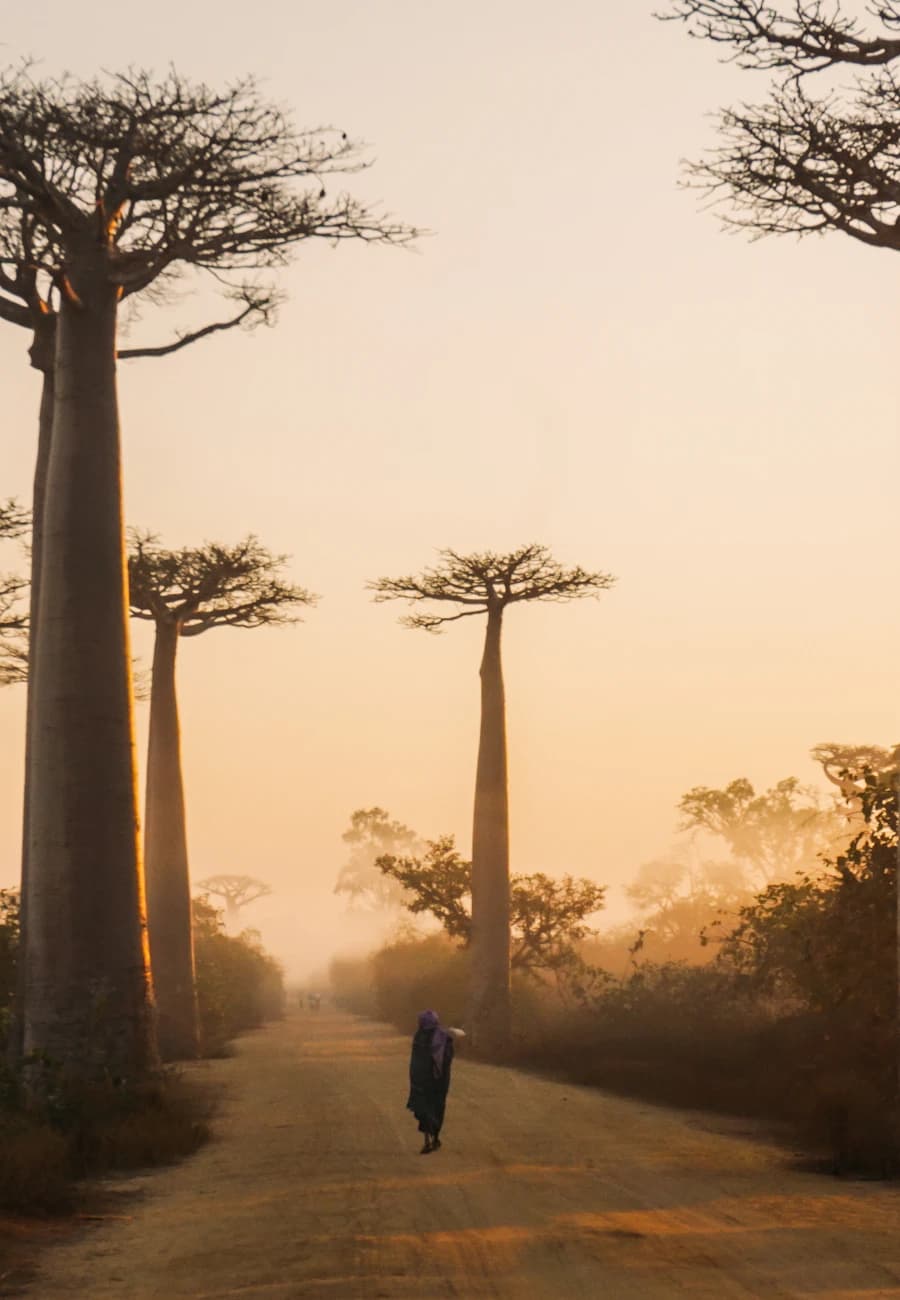 Avenue of the Baobabs, Madagascar